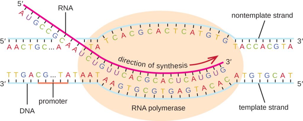 Diagram of transcription. A double stranded piece of DNA has a large oval labeled RNA polymerase sitting on it just past a region labeled promoter. The DNA in the RNA polymerase has separated and the bottom DNA strand (labeled template strand) has a newly forming RNA strand attached to it. The RNA strand is being built from 5’ to 3’. The other strand of DNA is the nontemplate strand and does not have RNA being built.