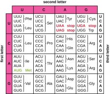 12.4 Protein Synthesis (Translation) – Microbiology: Canadian Edition