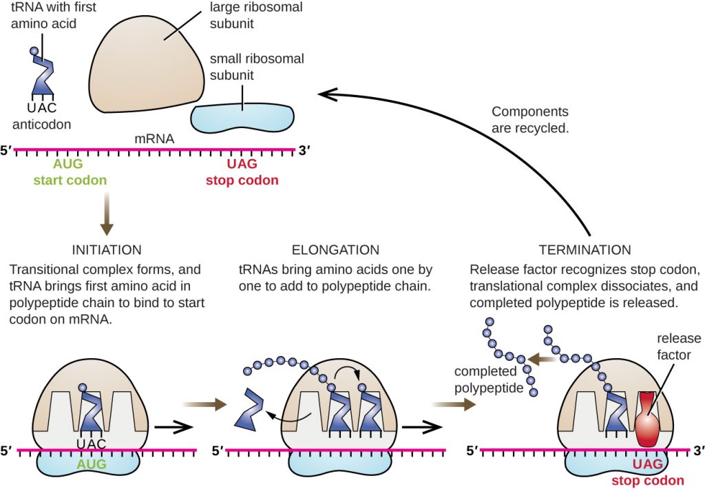 die-besten-25-translation-biology-ideen-auf-pinterest-zell-biologie