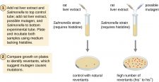 12.5 Mutations – Microbiology: Canadian Edition