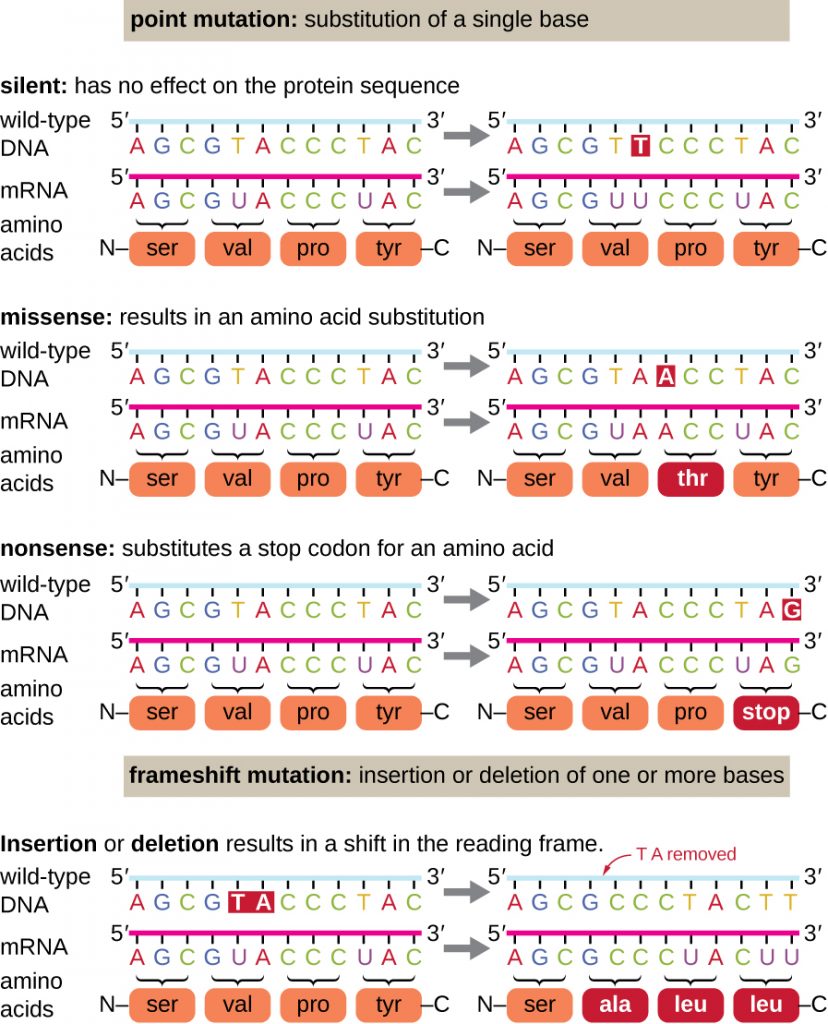 12-5-mutations-microbiology-canadian-edition