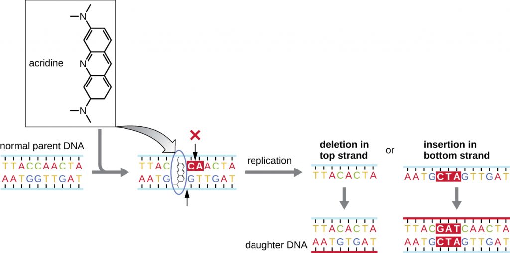 Acridine (a molecule with 3 rings and a nitrogen group at either end binds between the two strands of a normal parent DNA. When this is replicated nucleotides can either be deleted or added to produce DNA that is either shorter or longer than the original parent molecule.