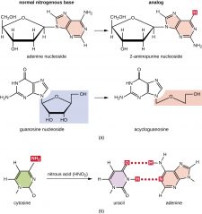 12.5 Mutations – Microbiology: Canadian Edition