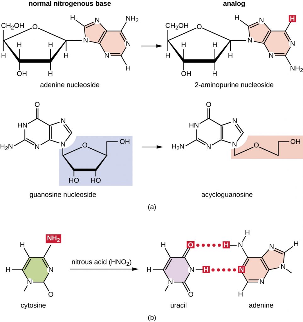 Diagram showing analogs of normal nitrogenous bases. Adenine nucleoside has a double ring of carbon and nitrogen with an NH2 group attached at one of the carbons. The analog 2-aminopurine nucleoside has an H attached to this carbon. Thymine nucleoside has a single carbon nitrogen ring with a CH3 attached to the carbon at the bottom of the ring. The analog 5-bromouracil nucleoside has a Br attached to this carbon. Cytosine has a single carbon and nitrogen ring with an NH2 at one of the carbons. Nitrous acid (NHO2) replaces the NH2 with a double bonded O. This converts the cytosine to a uracil with now binds with adenine instead of guanine.