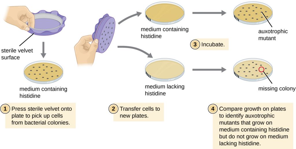 Diagram of the process of identifying auxotrophic mutants.