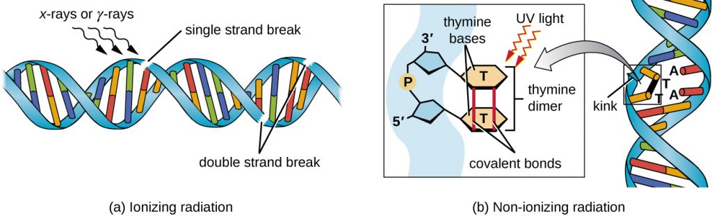 a) Ionizing radiation (such as X-rays or gamma-rays) create double stranded breaks in DNA (breaks in the backbone). B) Non-ionizing radiation (such as ultraviolet light) causes Ts on the same strand of DNA to bind to each other rather than to the As across from them. This causes a kink in the DNA strand.