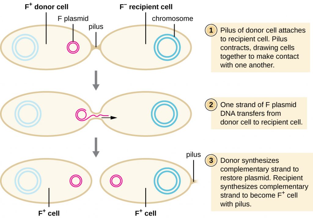 Diagram of conjugation. 1: Pilus of donor cell attaches to recipient cell. The donor cell contains a plasmid labeled F plasmid; the cell is labeled F+ donor cell. The recipient cell is labeled F- recipient cell and does not contain a plasmid. A bridge between them is labeled pilus. 2: Pilus contracts, drawing cells together to make contact with one another. 3: One strand of F plasmid DNA transfers from donor cell to recipient cell. 4: Donor synthesizes complementary strand to restore plasmid. Recipient synthesizes complementary strand to become F+ cell pith pilus. Both cells are now labeled F+ and contain a small circular plasmid.