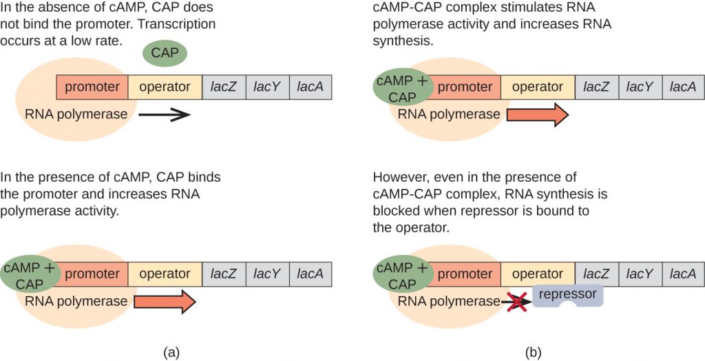 Diagram of the lac operon with and without cAMP.