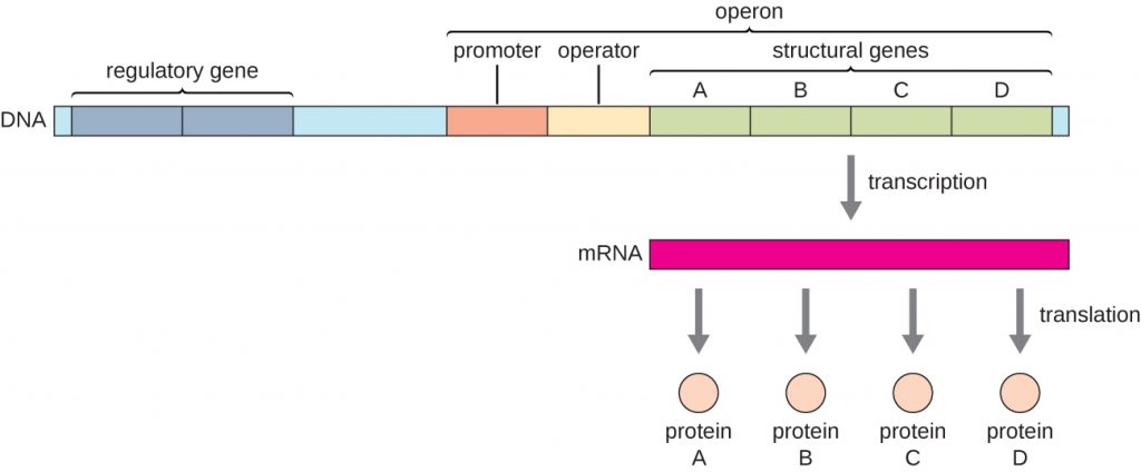 12-7-gene-regulation-microbiology-canadian-edition