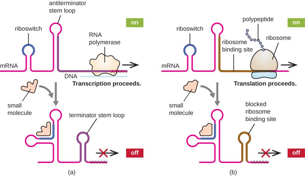 a) The mRNA forms a loop called a riboswitch and a loop called an antitreminator stem loop. RNA polymerase can proceed transcription. This is labeled “on”. A small molecule binds to the mRNA at the riboswitch location. The shifts the second loop to the terminator stem loop position and no transcription occurs. This is labeled off. B) The mRNA forms a loop called a riboswitch and another unlabeled loop. The ribosome binds at the ribosome binding site after the second loop and a translation proceeds. This is “on”. A small molecule binds to the mRNA at the riboswitch location. The shifts the second loop to the ribosome binding site location with blocks this ribosome binding site. This is now “off”.