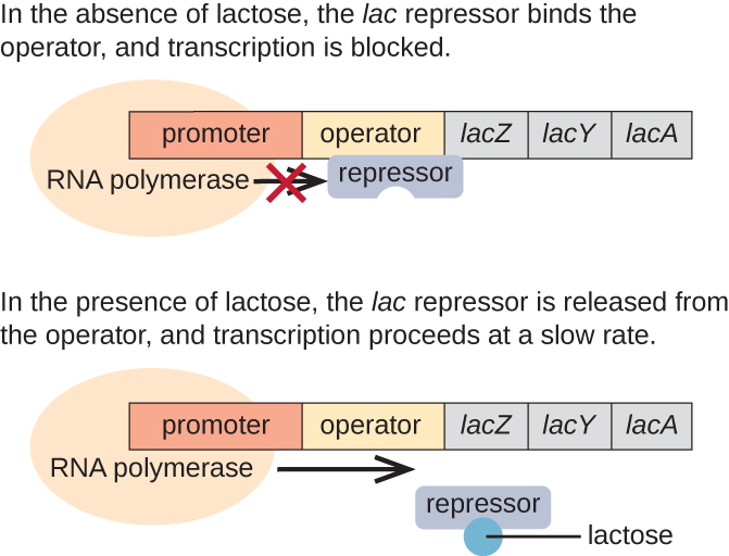 A diagram of the lac operon.