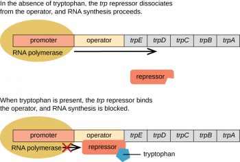 12.7 Gene Regulation – Microbiology: Canadian Edition