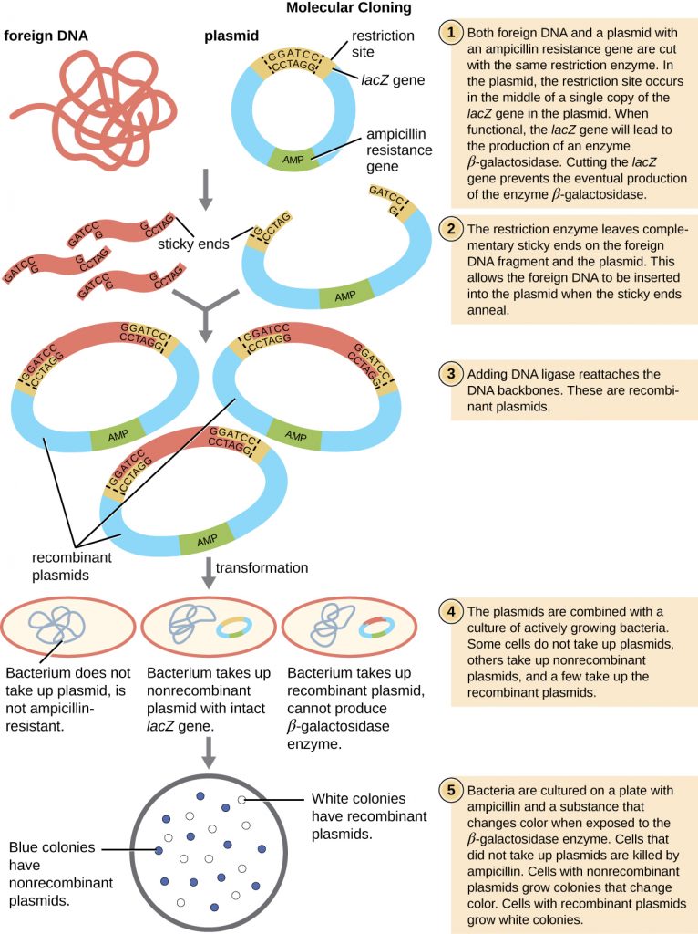 A diagram depicting the cloning of foreign DNA into a plasmid vector, followed by bacterial transformation.