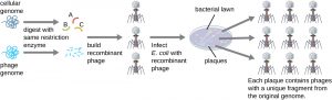 13.1 Microbes And The Tools Of Genetic Engineering – Microbiology ...