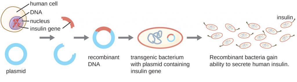 A diagram explaining recombinant DNA technology. The insulin gene is removed from the DNA in the nucleus of a human cell. This gene is then inserted into a plasmid (a round piece of DNA). The result is a recombinant plasmid which gets inserted into a bacterial cell. The resulting transgenic bacterium is a bacterial cell with a plasmid containing the insulin gene. The recombinant bacteria divide and produce the protein coded for by the inserted gene. In this example the bacteria are producing and secreting insulin. The result is insulin in solution.