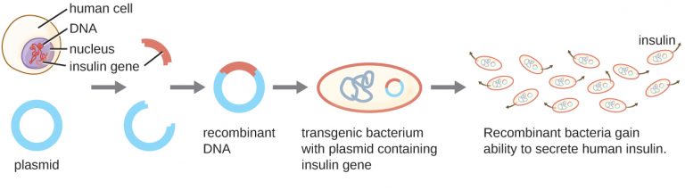 13.1 Microbes and the Tools of Genetic Engineering – Microbiology ...