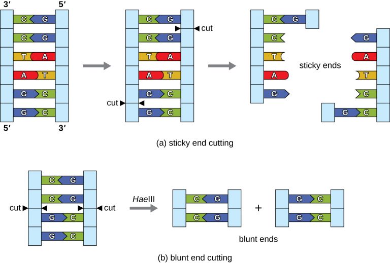 13.1 Microbes And The Tools Of Genetic Engineering – Microbiology ...