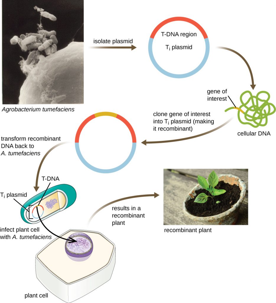 A diagram of transformation of a plant cell using the Ti plasmid. A micrograph of rod shaped cells labeled Agrobacterium tumefaciens. Plasmids are isolated from these cells. The plasmid (Ti plasmid) has a region labeled T-DNA region. A gene of interest from the cellular DNA is inseted into the T-DNA region. The transformed recombinant DNA is the returned back to A. tumefaciens. The bacterium then infects the plant cell. This inserts the gene of interest and results in a recombinant plant.