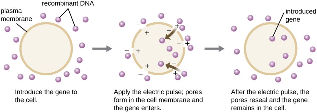 A diagram showing the process of electroporation.