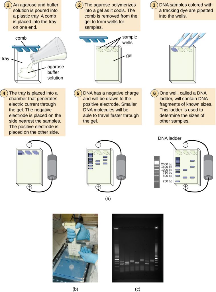 A diagram depicting the process of agarose gel electrophoresis and photographs of the process, and the finished product.