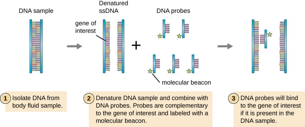 A diagram of DNA probe. First a gene of interest is identified and cloned. Then single stranded probes are labeled with a molecular beacon. Finally, the DNA probe binds to complementary sequences in a DNA sample. The complementary sequences are single stranded DNA. The probe only attaches to one of the ssDNA sequences since it has the gene of interest in it