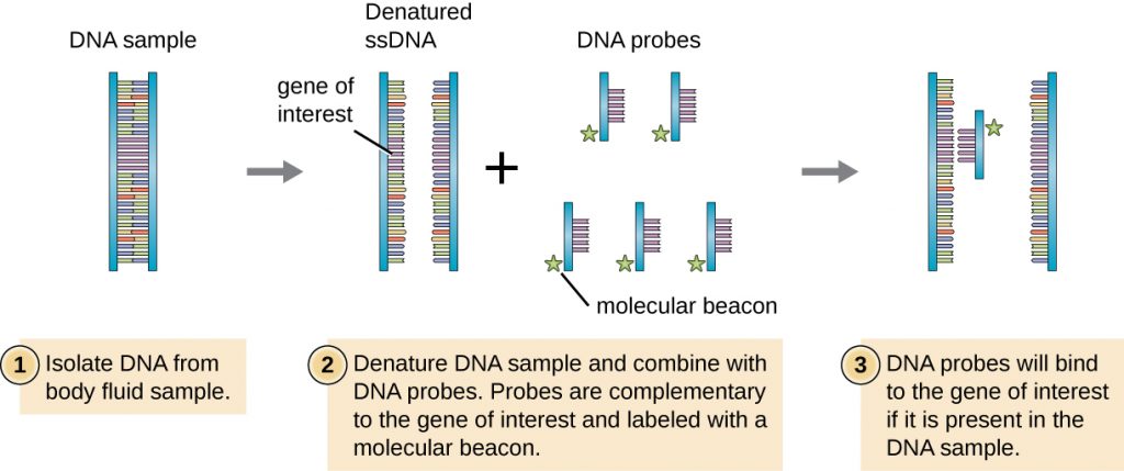 Preparing The Cdna Probe Flow Chart 15 3