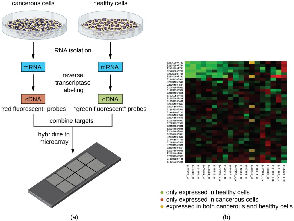 A diagram of a microarray and a heat map of the results.