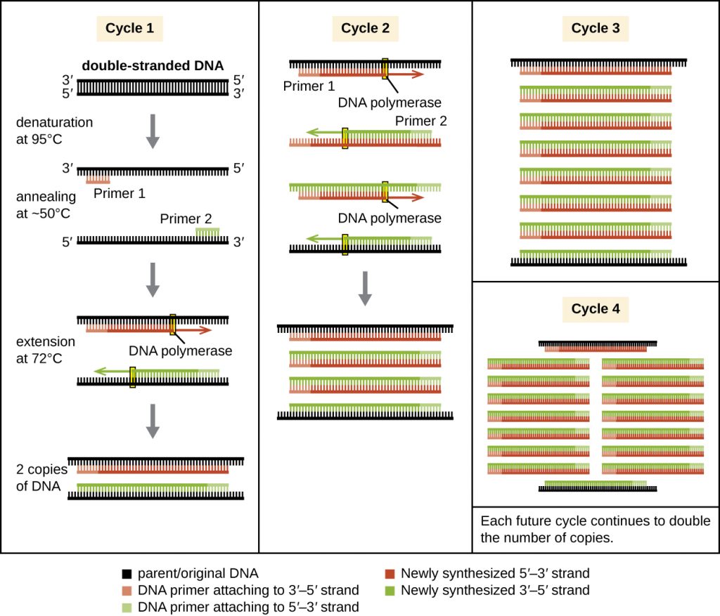 Preparing The Cdna Probe Flow Chart 15 3