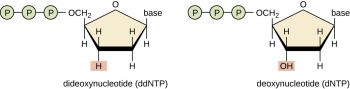 13.2 Visualizing and Characterizing DNA, RNA, and Protein ...