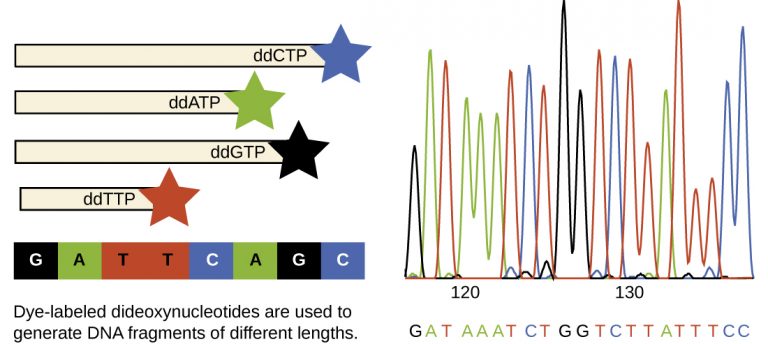 13.2 Visualizing and Characterizing DNA, RNA, and Protein ...