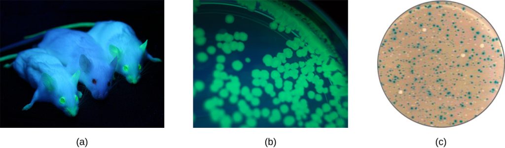 a) A photograph of mice with green fluorescent regions. B) A photograph of an agar plate with green fluorescent colonies. C) A photograph of blue and white colonies on an agar plate