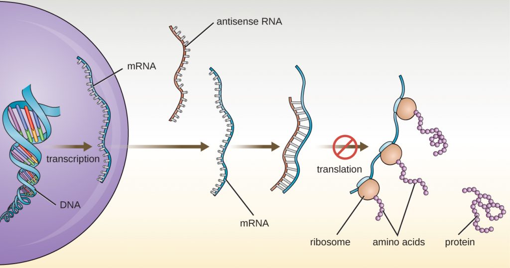 A eukaryotic cell transcribes a region of DNA into mrNA. Antisense mRNA then binds to the this mRNA to produce a double stranded region. This region is not translated (which means that ribosomes do not bind to the mRNA to produce proteins).