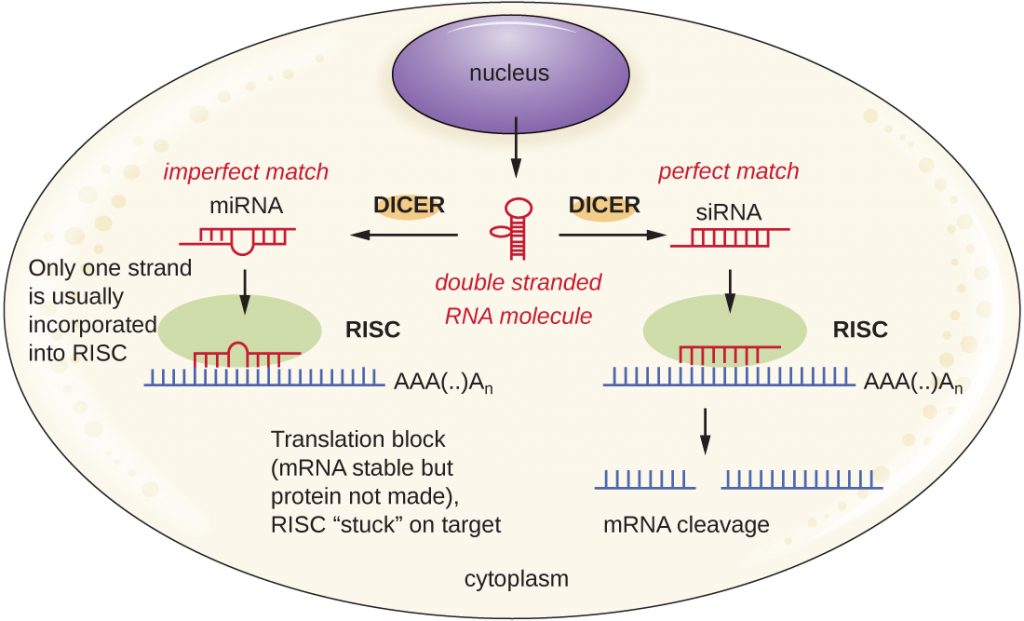 Double stranded RNA can be produced from DNA in the nucleus. Dicer than cuts this dsRNA into either miRNA or siRNA. miRNA is an imperfect match and only one strand is usually incorporated into RISC. This blocks translation but the mRNA is stable. The RISC is stuck on the target. The siRNA has a perfect match and is incorporated into RISC. This triggers mRNA cleavage.