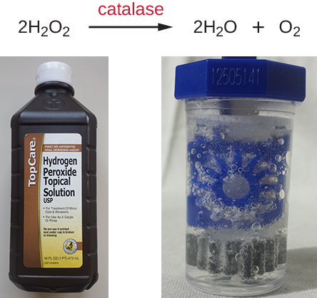 A chemical equation showing hydrogen peroxide being broken down to water and oxygen by catalase. Below is an image of hydrogen peroxide in a bottle and contact cleaner.