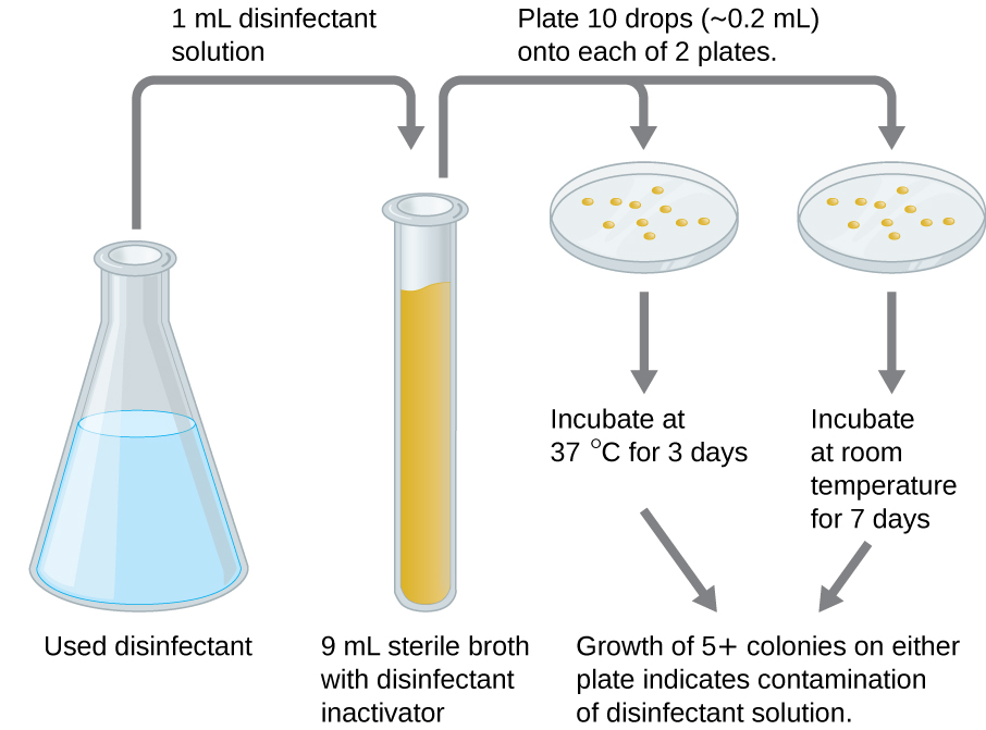 A diagram showing a flask with used disinfectant. 1 ml is moved to a 9 ml sterile broth with disinfectant inactivator. Plate 10 drops (0.2 ml) onto each of 2 plates. One is incubated at 37 degrees C for 3 days, the other is incubated at room temperature for 7 days. The growth of 5 or more colonies on either plate indicates contamination of disinfectant solution.