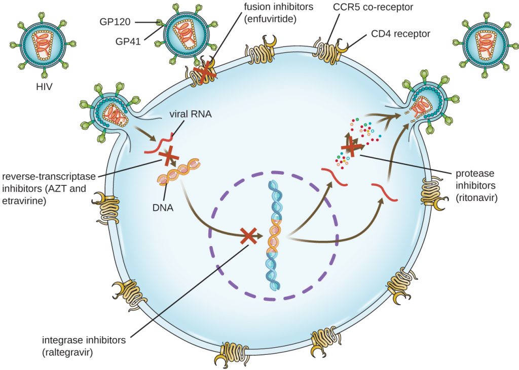 Diagram showing HIV infection and locations where drugs can stop the infection.