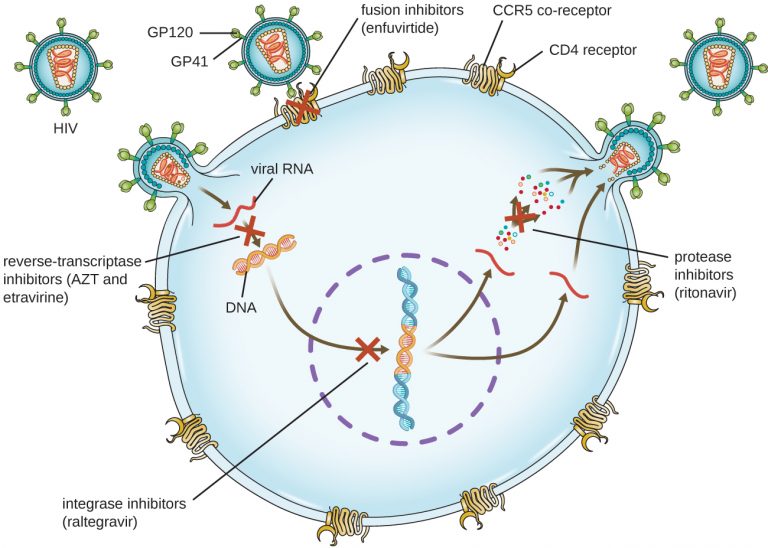 15.4 Mechanisms of Other Antimicrobial Drugs – Microbiology: Canadian ...