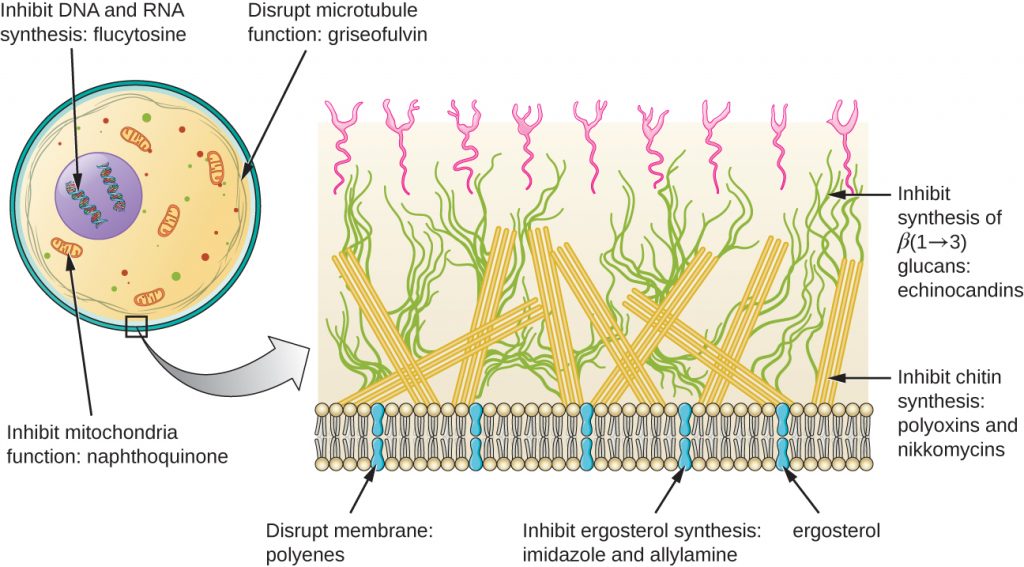 Diagram depicting targets of anti fungal drugs.