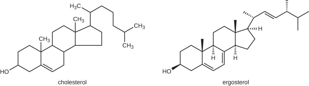 Diagrams of cholesterol and ergosterol, which both have 4 fused carbon rings with differing carbon side chains.