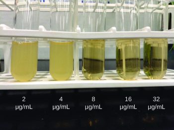 15.6 Testing the Effectiveness of Antimicrobials \u2013 Microbiology ...