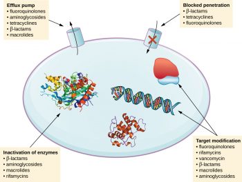 15.5 Drug Resistance – Microbiology: Canadian Edition