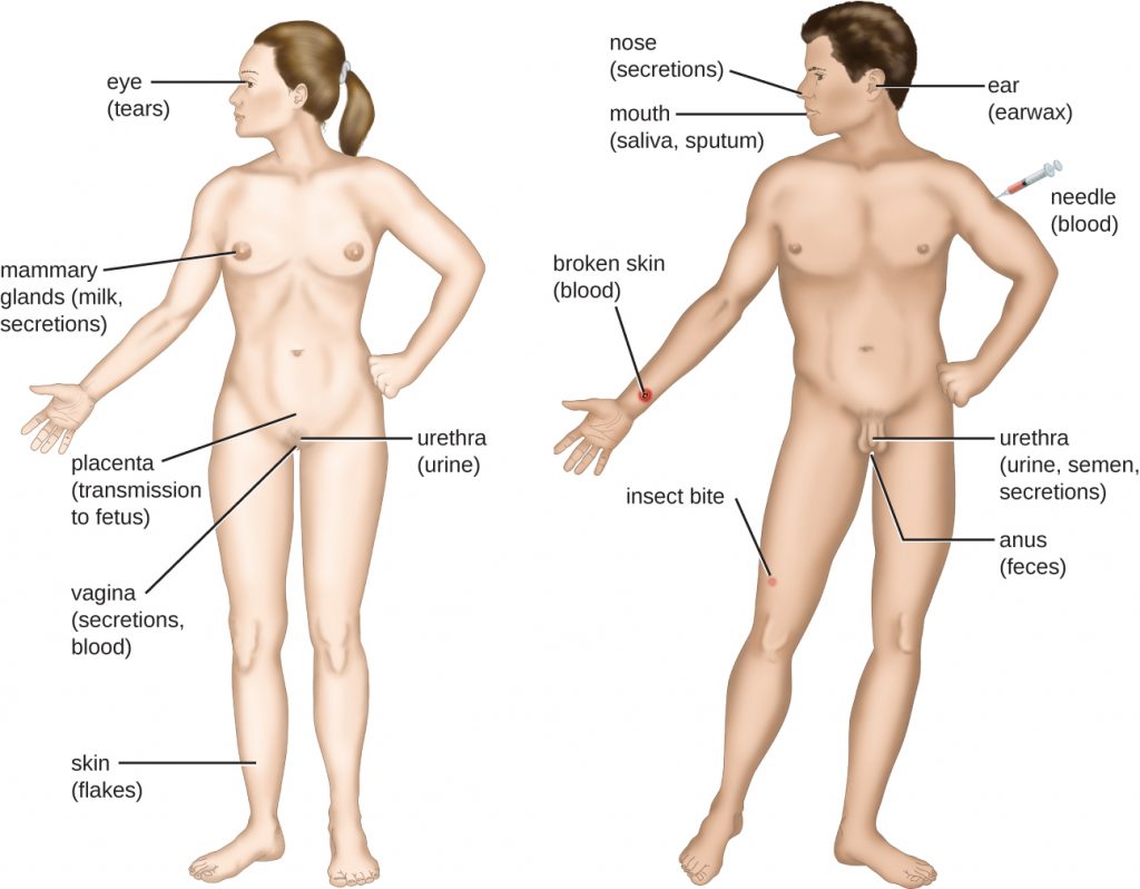 Portals of exit: eye (tears), needle, mammary glands (milk, secretions), placenta (transmission to fetus), vagina (secretions, blood), urethra (urine), broken skin, broken skin (blood), skin (flakes), nose (secretions), mouth (saliva, sputum), ear (earwax), urethra (urine, semen, secretions), anus (faeces).