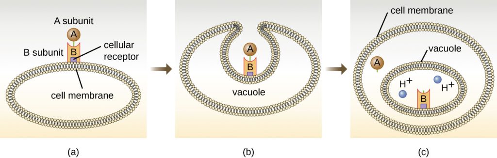 a) Diagram of how the A-B toxin works. The B subunit binds to a cellular receptor on the cell membrane. The A subunit is bound to the B subunit at this point. The cell engulfs the toxins into a vacuole. Inside the vacuole, which is acidic, the a subunit dissociates and escapes into the cytoplasm
