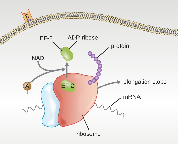 A diagram of the mechanism of diphtheria toxin. On the outside is a membrane with the B subunit attached. Inside is the A subunit binding with NAD. This block EF-2 by binding ADP-ribose. The diagram also shows mRNA bound to a ribosome and protein being made. The A subunit causes elongation of the protein to stop.