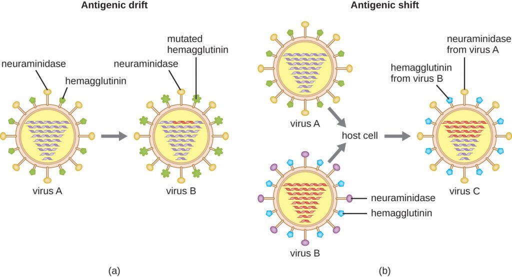 Diagram depicting the processes of antigenic drift and antigenic shift in influenza virus.