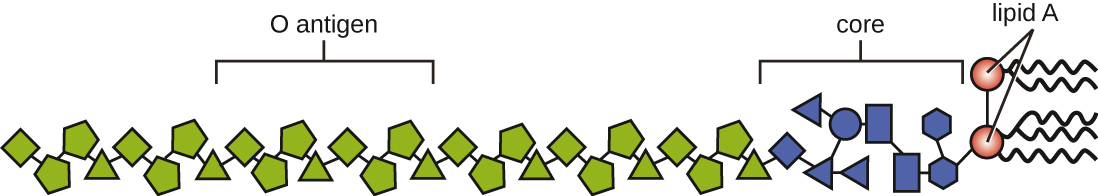 A long chain of O antigens is drawn as various geometric shapes in a long row. Next is a core; a shorter region of similar shapes. Next is 2 circles labeled lipid A. Each of these has 2 or 3 long wavy lines projecting from them.