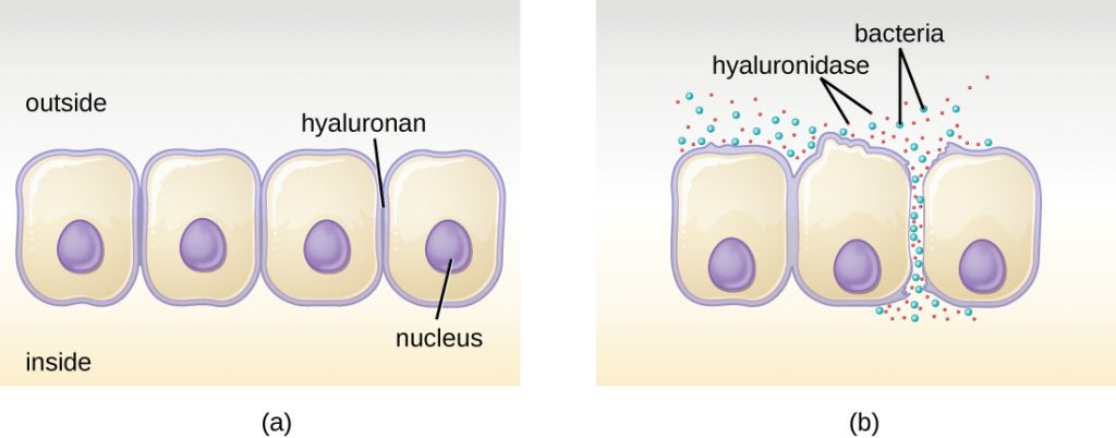 a) A diagram of epithelial cells that are connected along their membranes. Hyaluronidases enter at these connection points. B) after the hyaluronidases break down the connections between the cells, bacteria can flow through the openings.