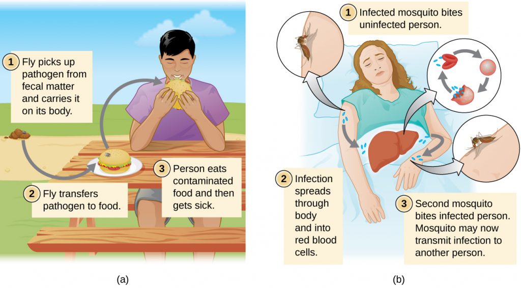 a) Step 1: fly picks up pathogen from faecal matter and carries it on its body. 2: Fly transfers pathogen to food. 3: Person eats contaminated food and gets sick. B) Step 1: Infected mosquito bites uninfected person. 2: Infections spreads through body and into red blood cells. 3: Second mosquito bites infected person. Mosquito may now transmit infection to another person.