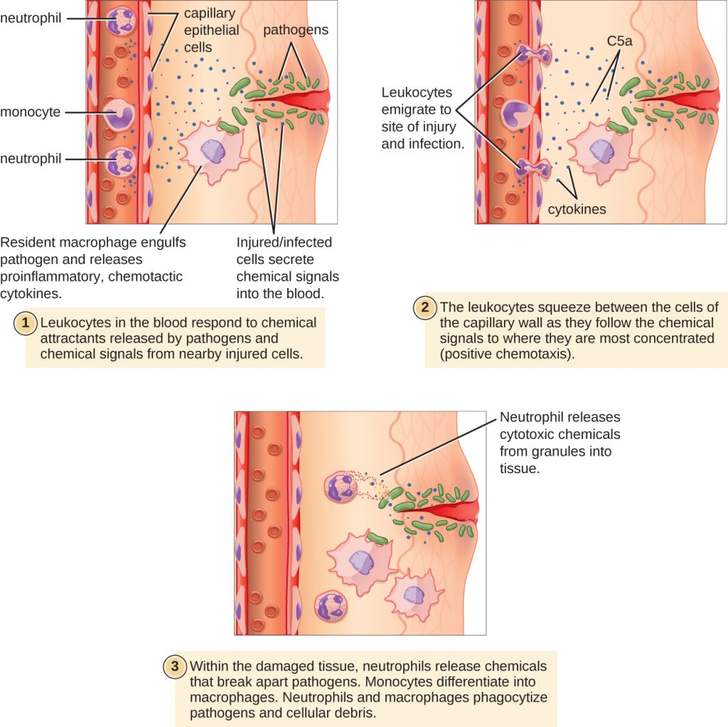 A diagram depicting the 3 stages of extravasation in response to tissue injury.