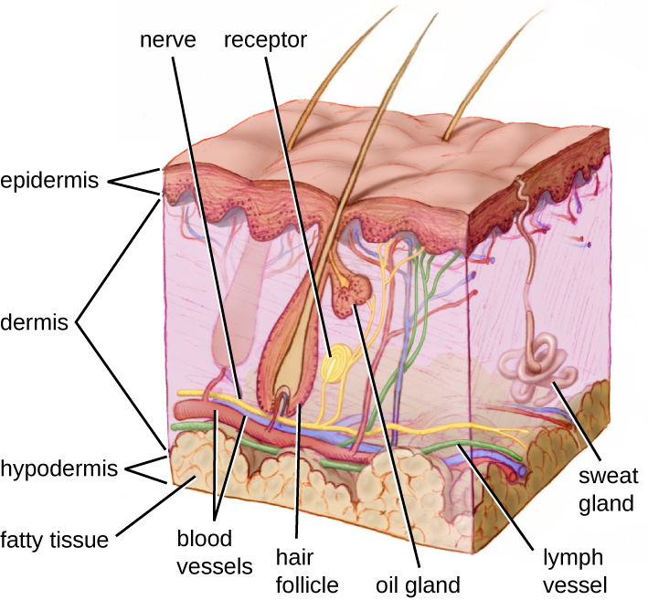 A diagram of a section of skin. The bottom layer is the hypodermis and is mostly made up of large circular cells (fatty tissue). The next layer up, and the thickest layer is the dermis. At the bottom of the dermis are blood vessels, lymph vessels, and nerves, all of which run throughout the dermis. Sweat glands are coiled tubes that lead to the surface. Hair follicles are thick vase-shaped structures containing a hair; an oil gland is attached to the hair follicle. The top layer is the epidermis and is made of many layers of flat cells.